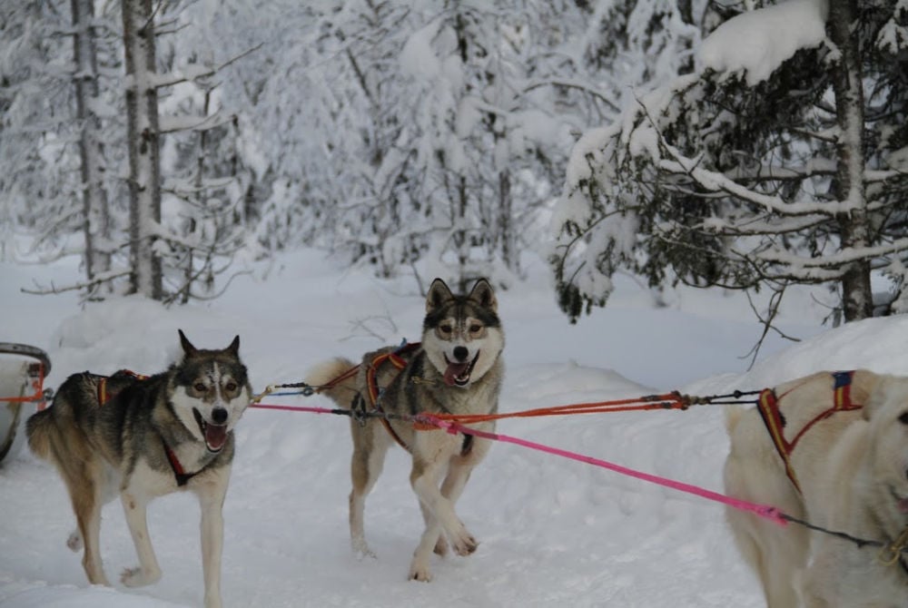 Polar Lights Tours-husky