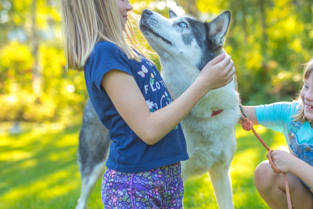 Huskies