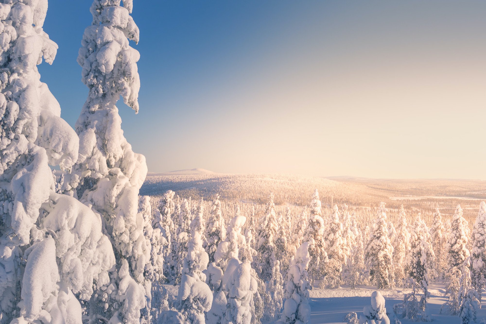 Crow snow-load trees in sunshine_medium