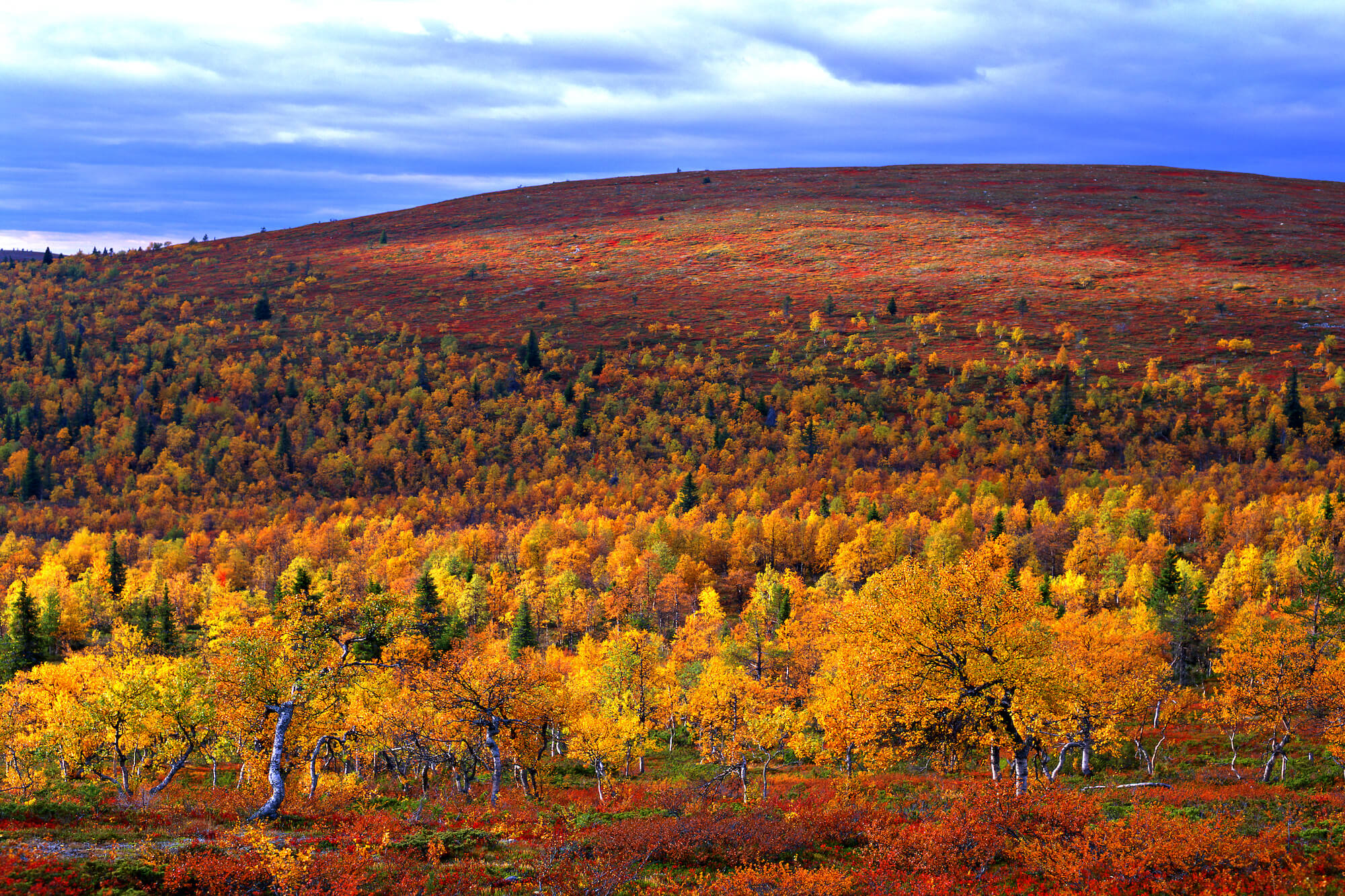 RUSKA Lapland Safaris Hiking in the pure air of the national park - Ausflug zum Pallas-Yllästunturi-Nationalpark_ © Visit Levi