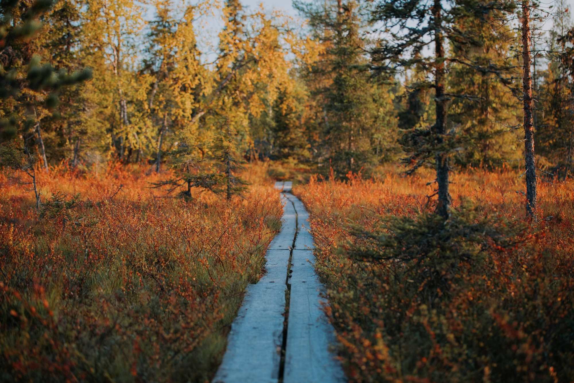 Visit Finland-Lapland_Muonio_trail-copyright julia_kivela