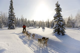 Syötteen Eräplavelut-Husky1_1000