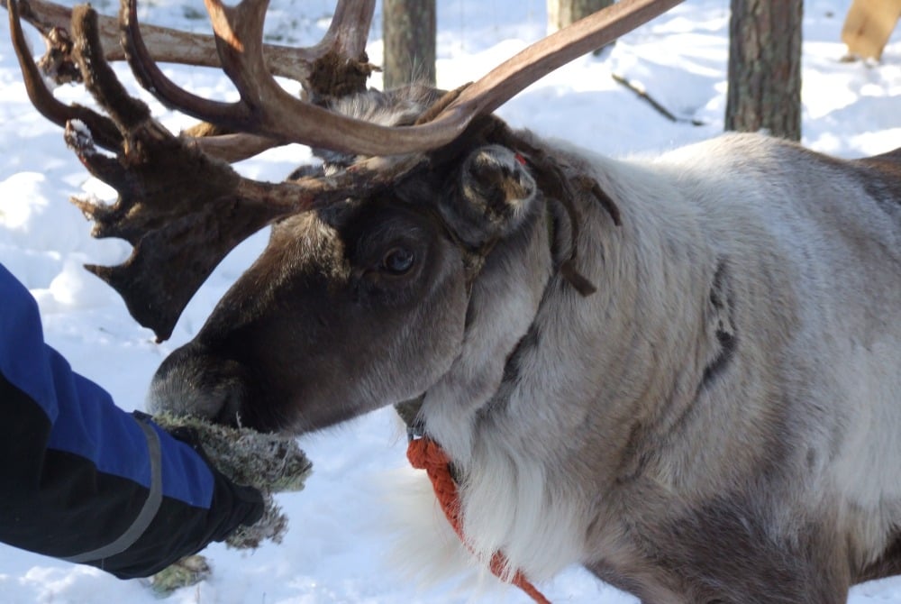 reindeer-feeding_10001