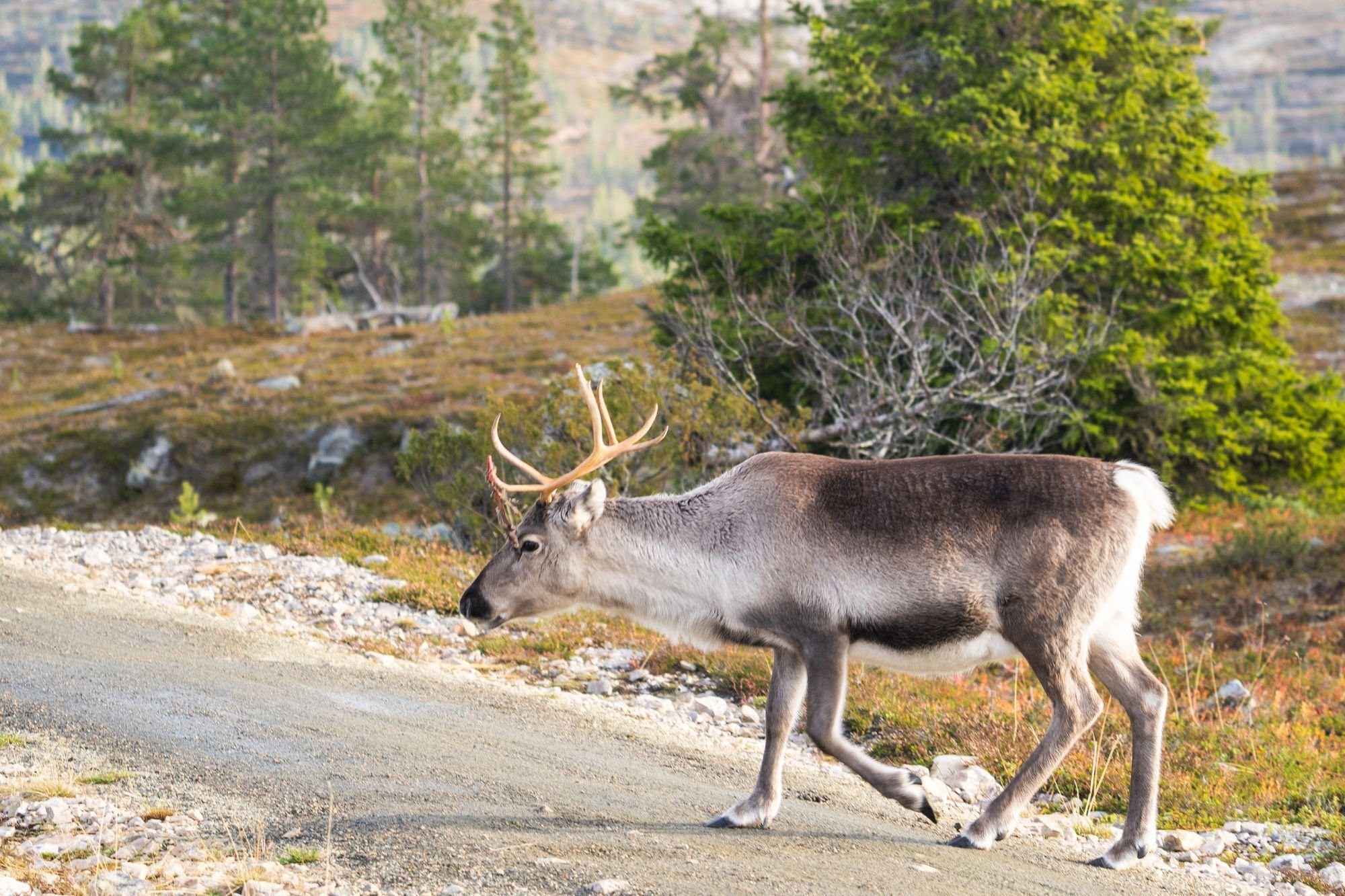 Yllas harvest season reindeer fell view Eetu Leikas