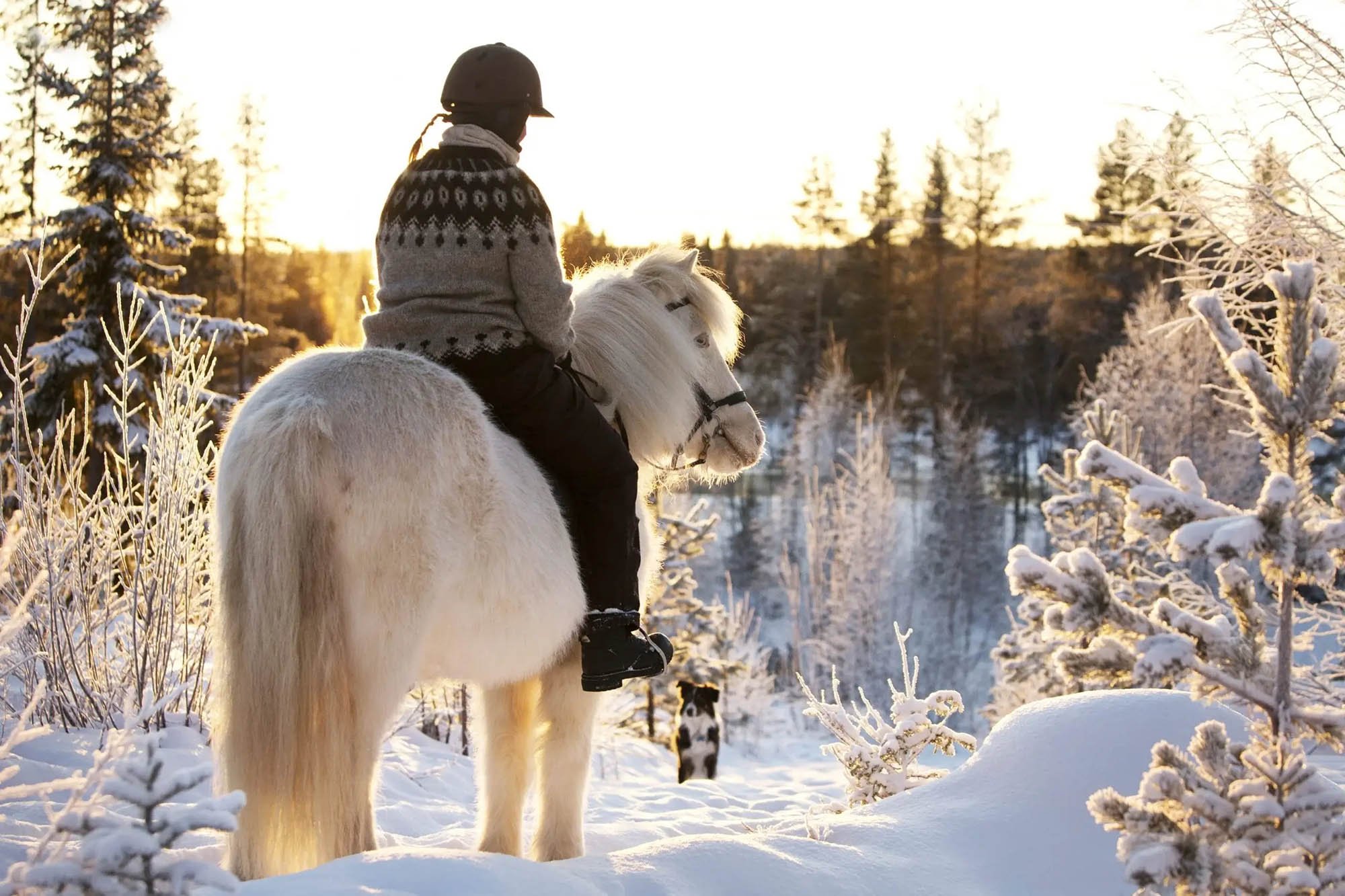 Horses-of-Taiga