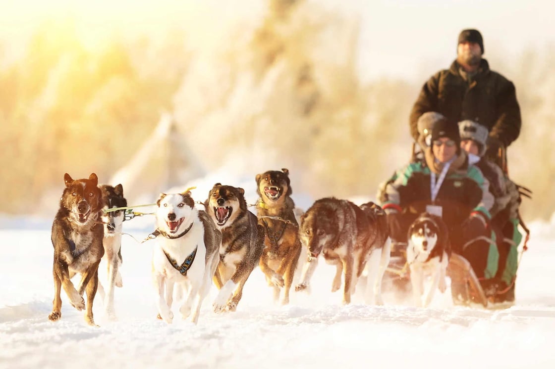 Husky safari while sunshine
