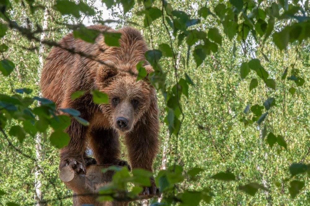 Seinäjoki - Ähtäri Zoo - Bärenfrühstück 2