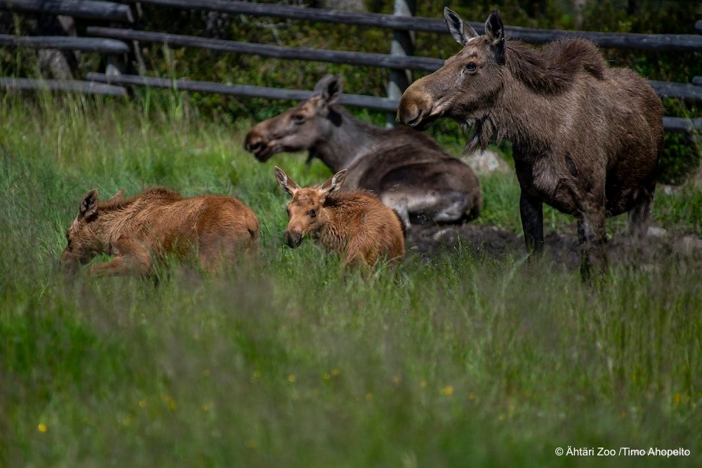 Seinäjoki - Ähtäri Zoo - Foto Ähtäri Zoo_Timo Ahopelto 1