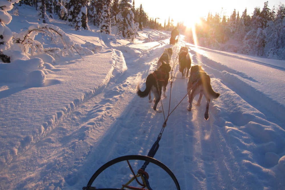 Lappeasuando Lodge-Huskysafari-Sonnenschein