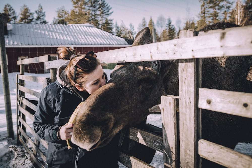 Norrsken Lodge_Schneespur Kompakt_Moose Park