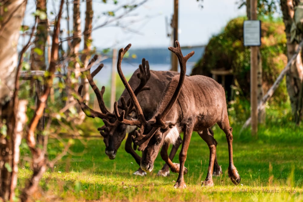 Nutti Sámi Siida_Márkanbáiki_sommar_Copyright_Corey Muntz