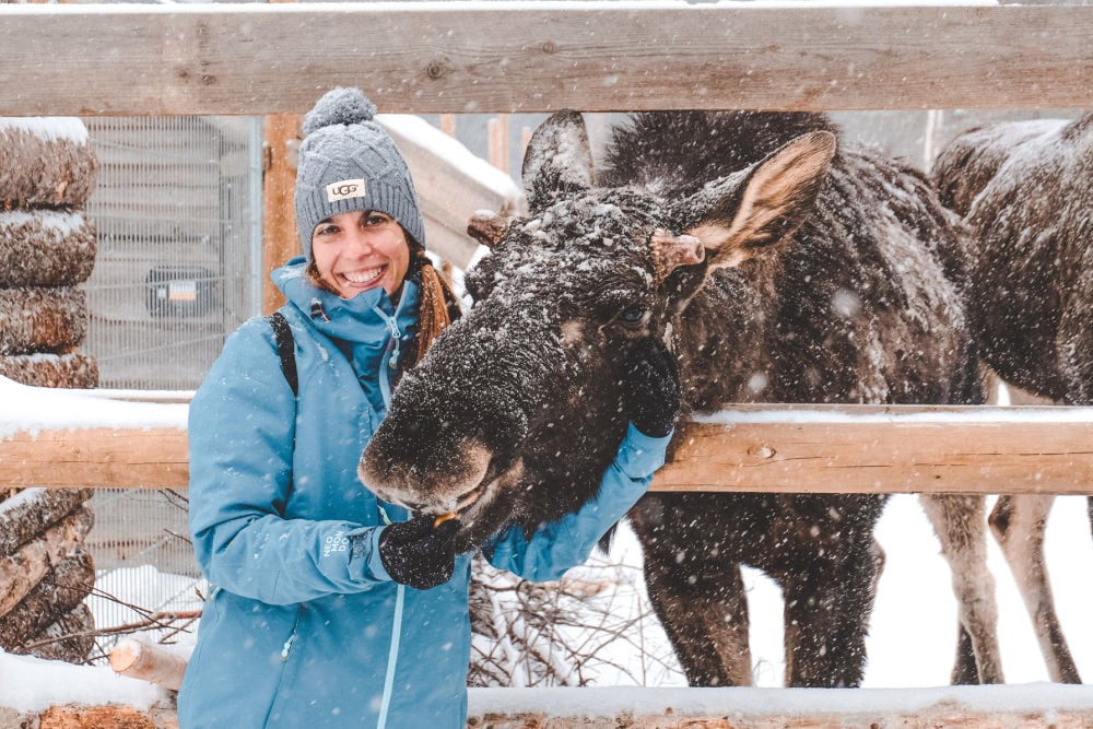 Lulea-CapeWild_moose_GuideVenturous