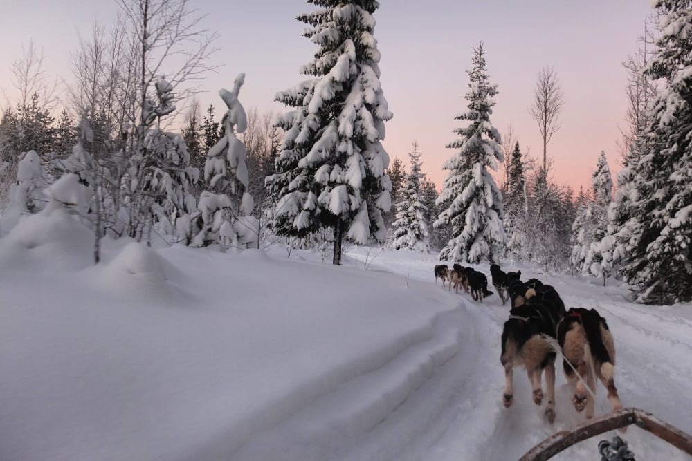 LuleaTravel_dog sledding_photo credit_ Luleå Travel