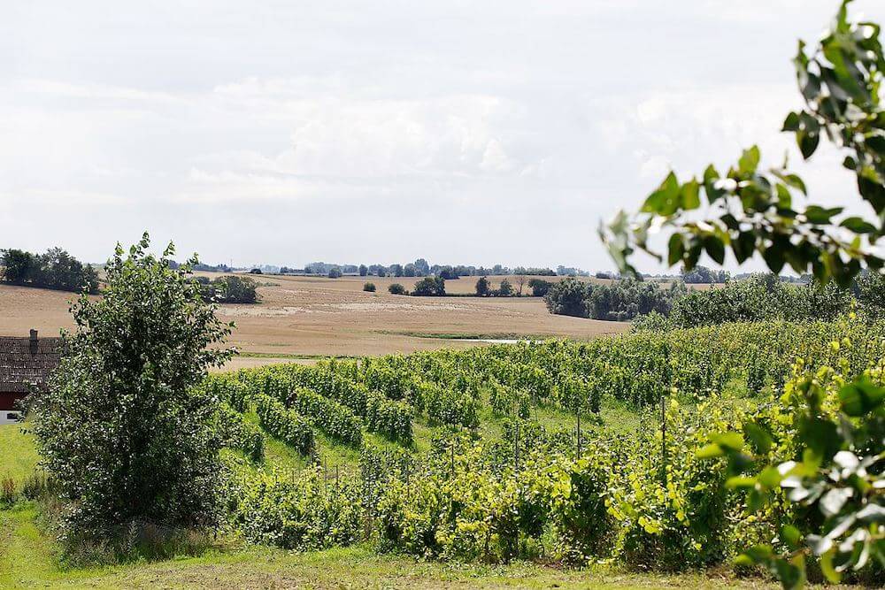Trelleborg Hällåkra Vingård 