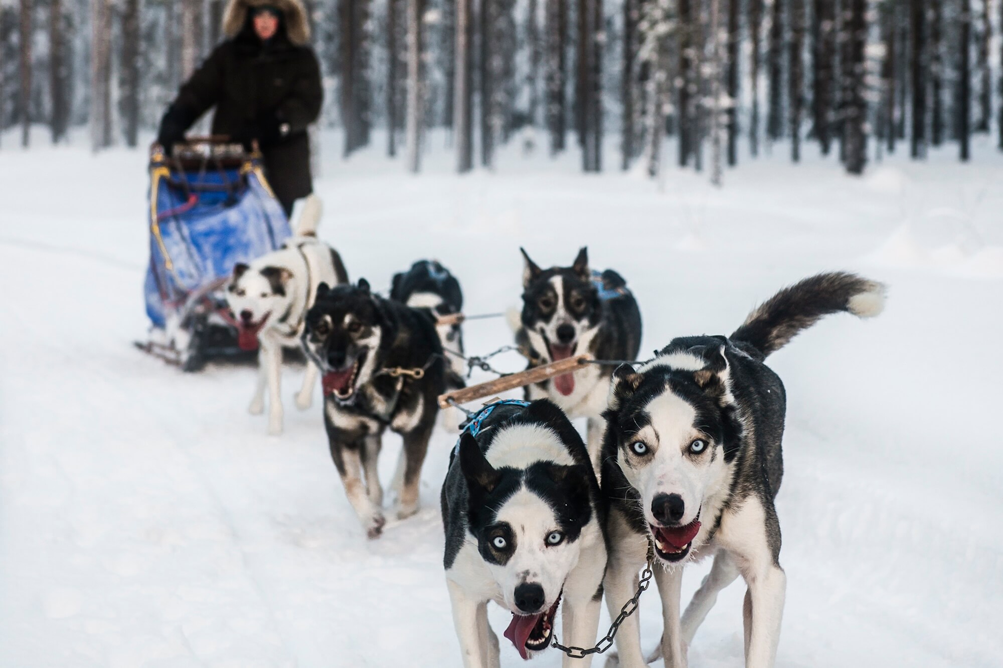 Västerbotten_Sweden_wildlapland_husky