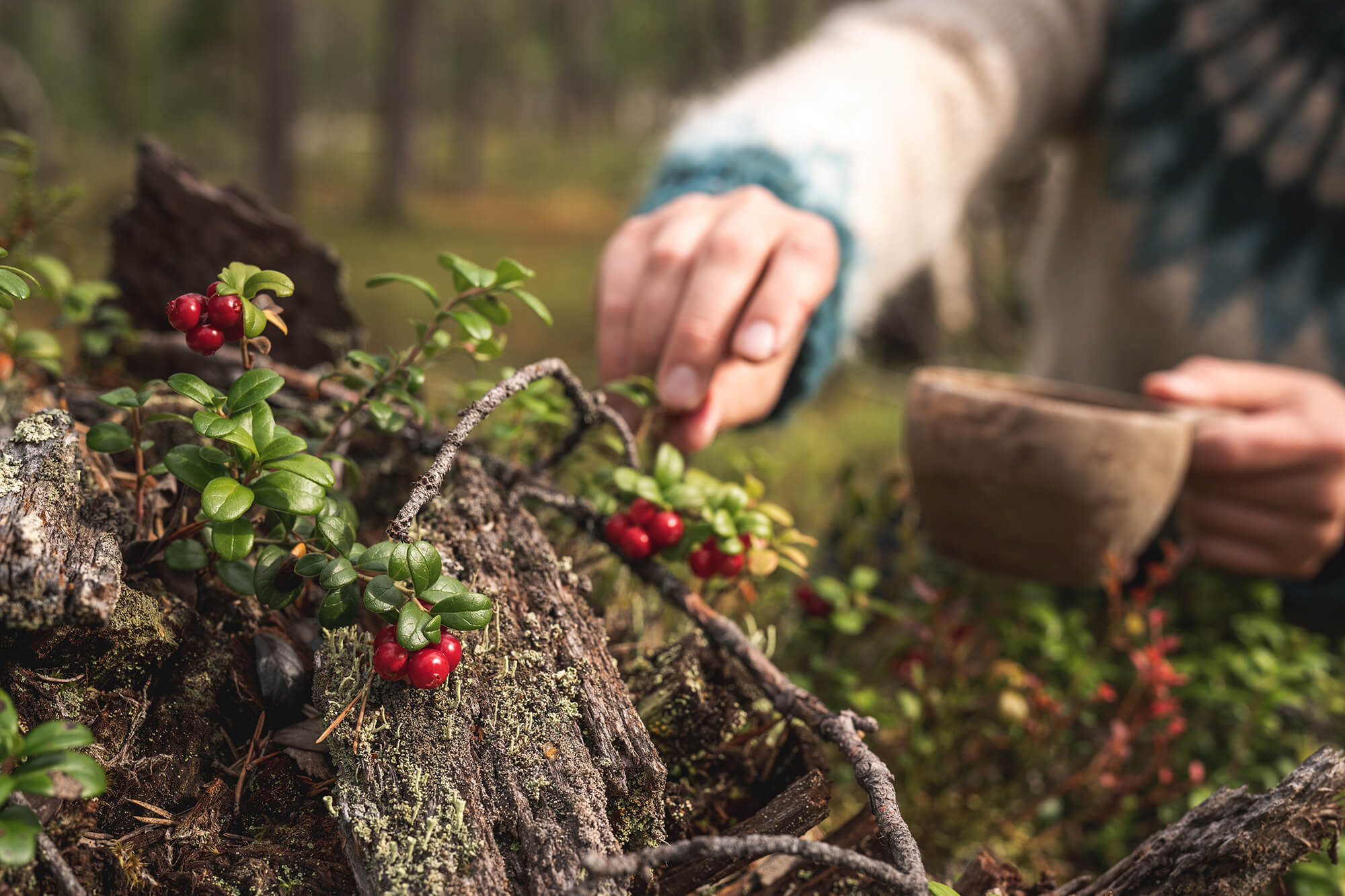 Lingonberries © Eetu Leikas Visit Ylläs