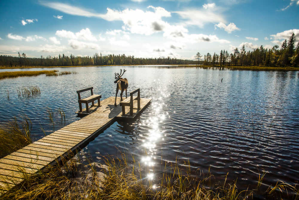 Salla Reindeer Park