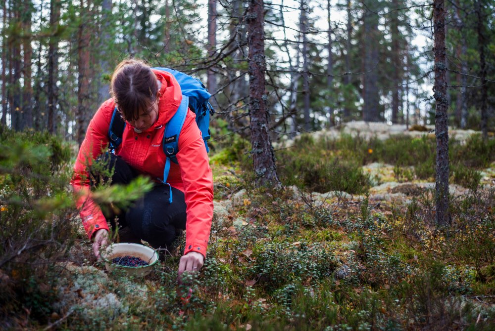 Espoo-Beeren-sammeln-Nuuksio-Nationalpark