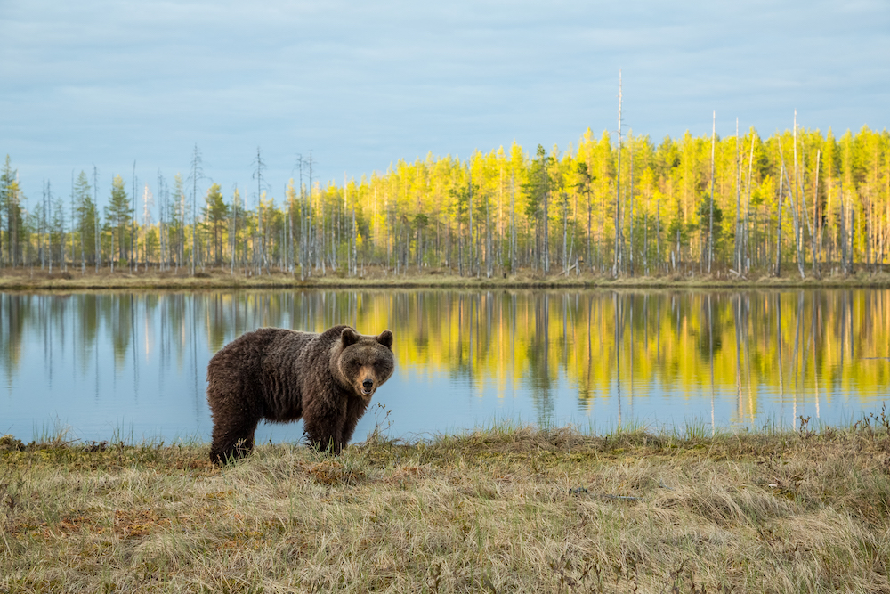 Finnland-Kulku-Erä-Eero bear at a lake © Erä-Eero