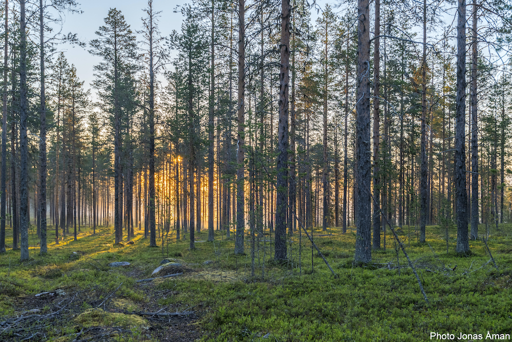 Schweden Arvidsjaur Wald