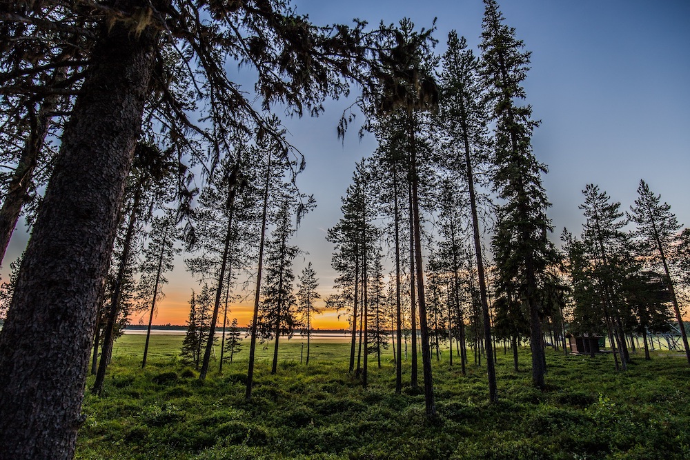 Schweden Heart of Lapland Wald