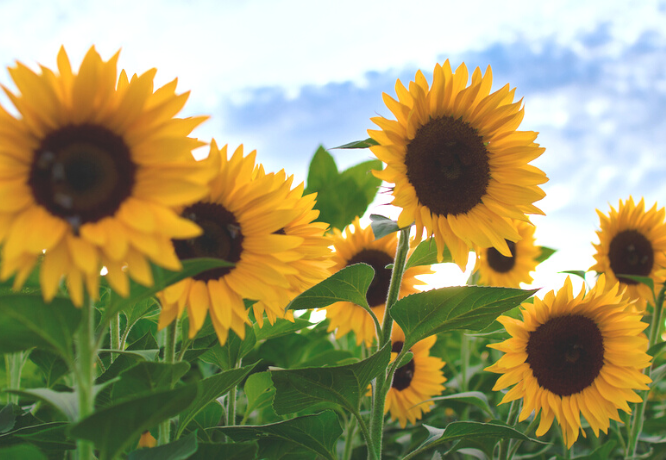 Sunflowers and blue sky|NordicMarketing