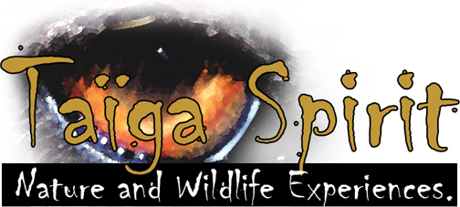 Logo Taiga Spirit