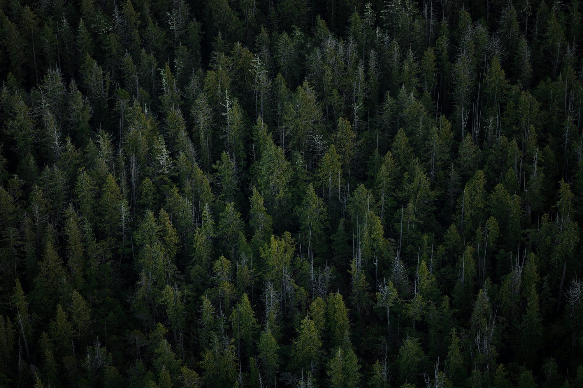 Forest by Shayd Johnson Unsplash