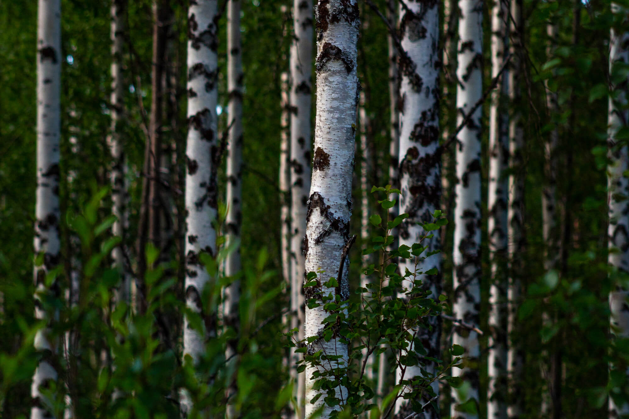 birch trees