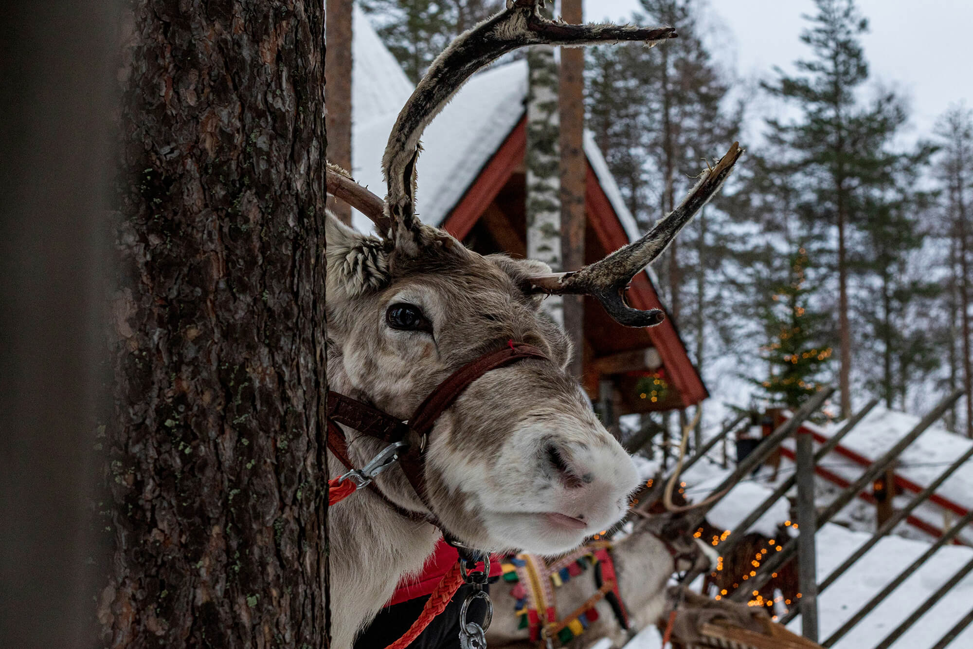 Rovaniemi Reindeer © Shepherd Unsplash