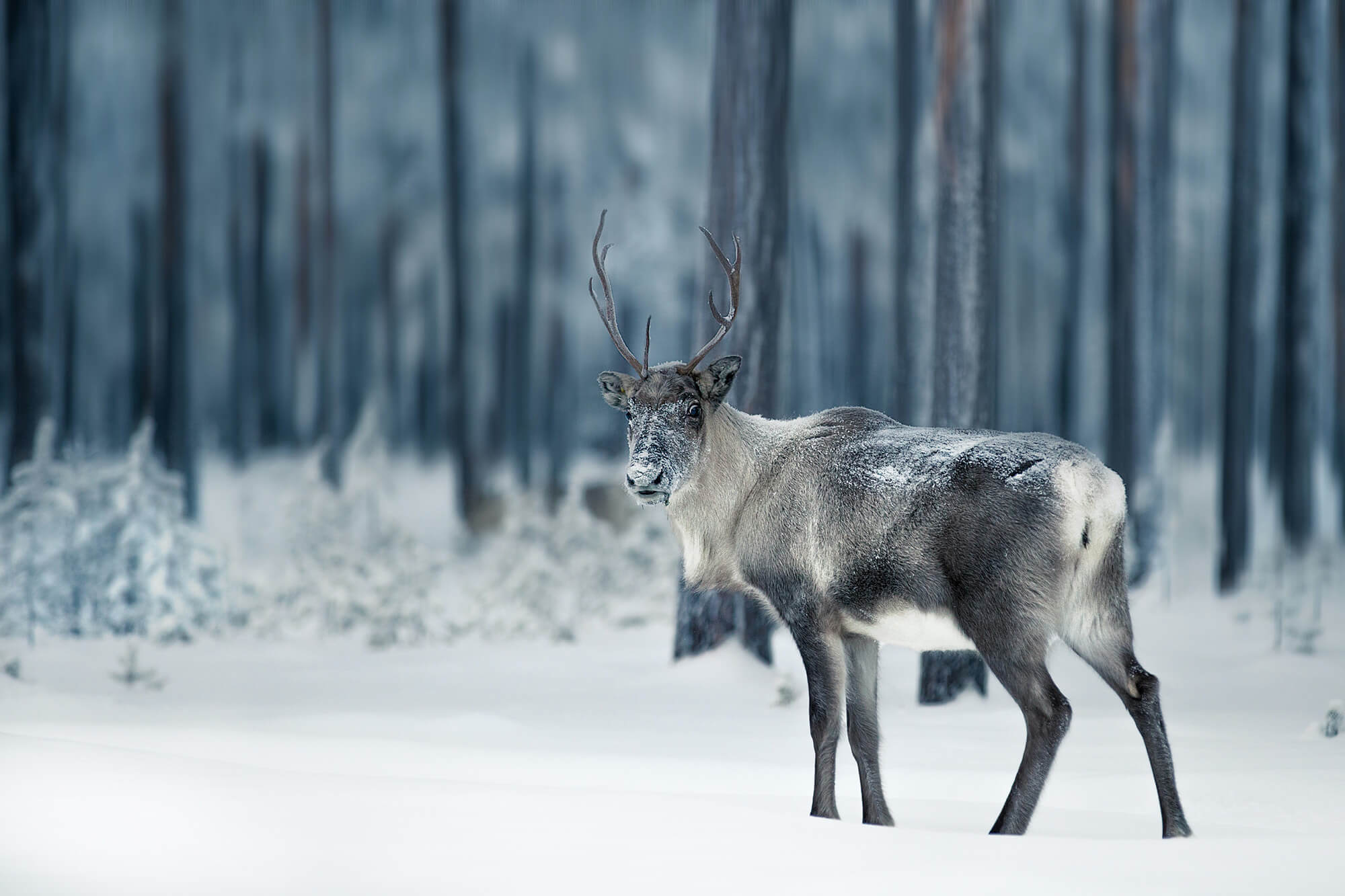 Rentier Lappland Finnland