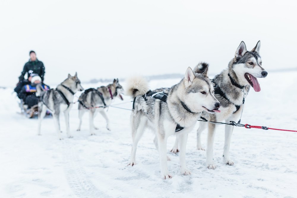 Finnland Kalajoki Booking Centre Husky