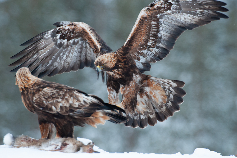 Finnland Rokua Wild Borealis Adler