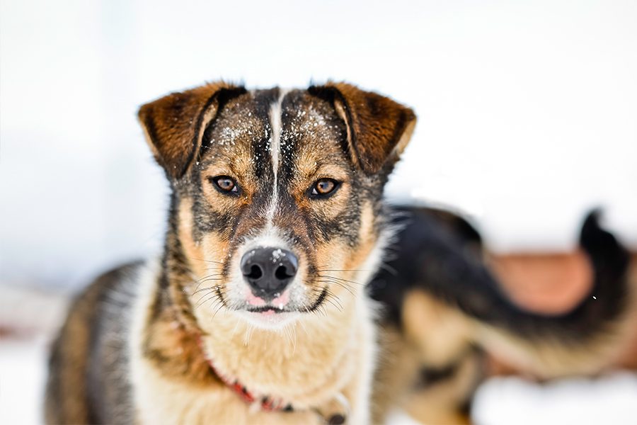 VAE Tromsø Villmarkssenter Dog