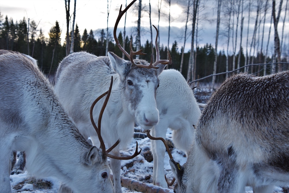 Schweden Luleå Winter Rentiere © Unsplash
