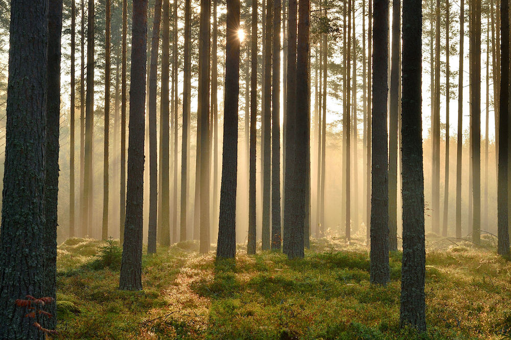 Jaakko Tähti Visit Finland Finnischer Wald